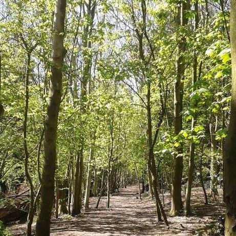 woodland